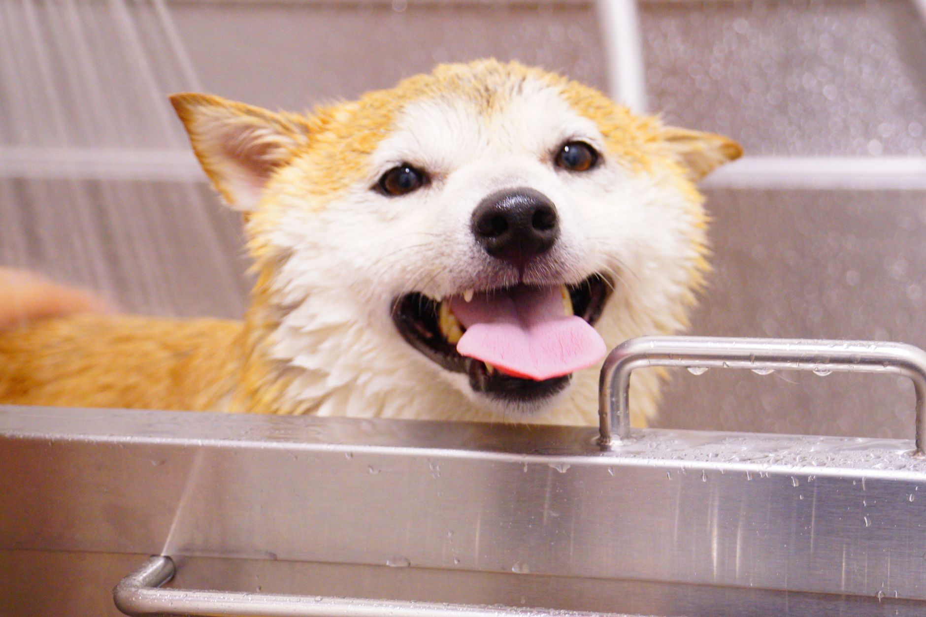 Inside Waggy Tails Pet Spa