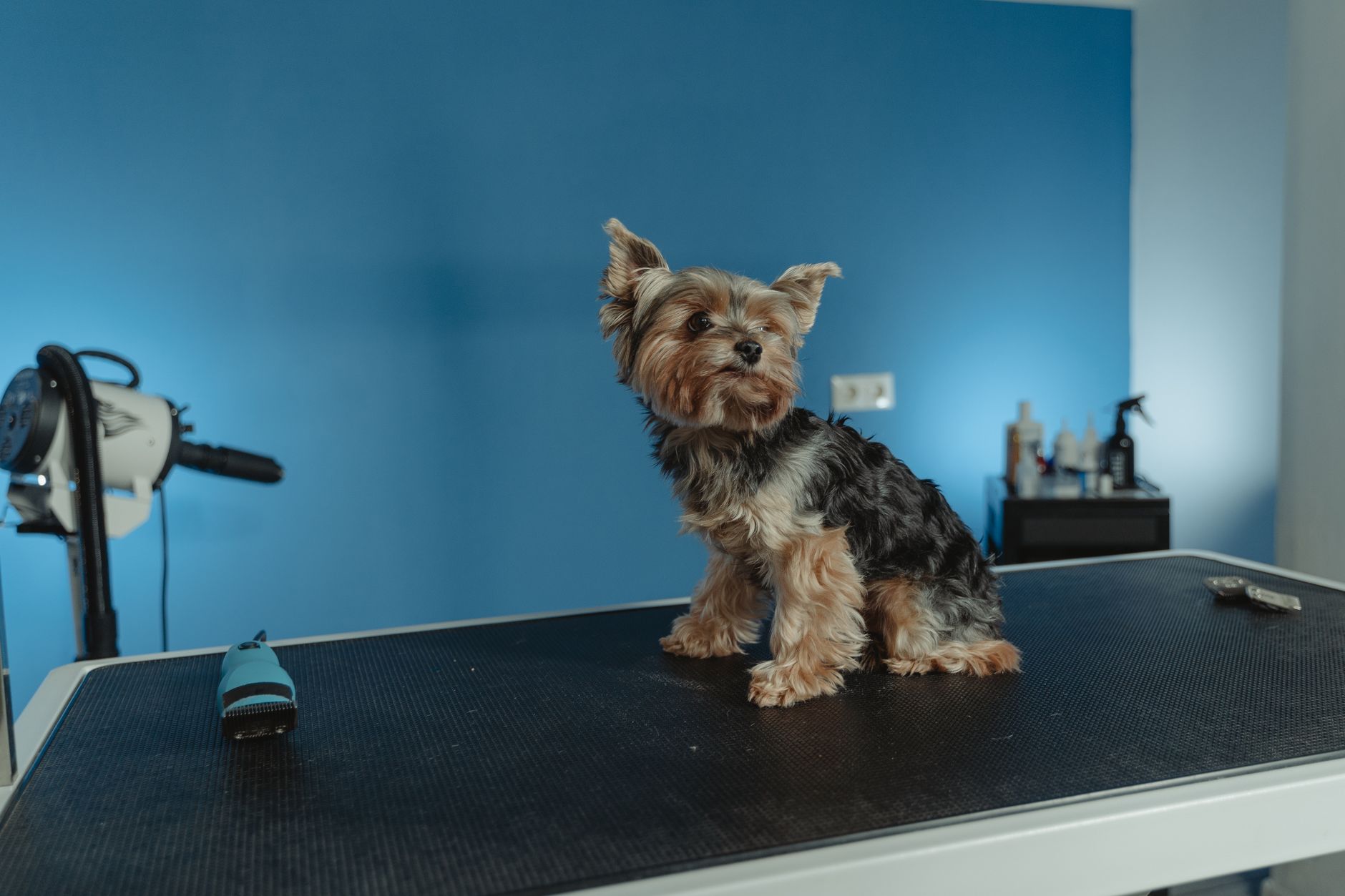 Waggy Tails Pet Spa