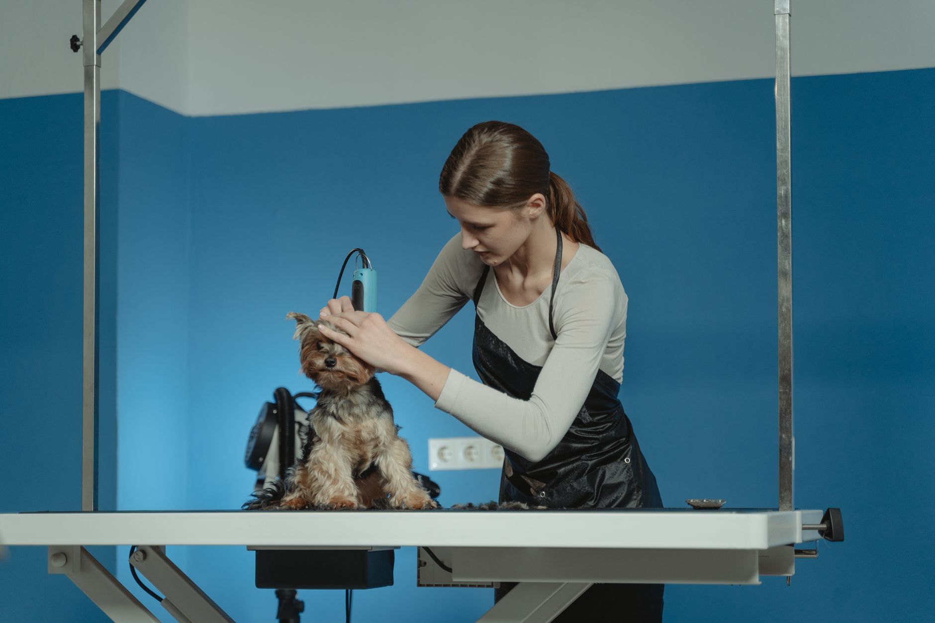 Full-Service Grooming